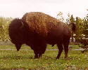 Tatanka25-Bison.htm